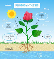 Papel de la fotosíntesis biológica en el crecimiento de las plantas póster  educativo plano que representa la conversión de energía solar a química |  Vector gratuito